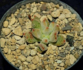Crassula Ausensis Ssp.  Titanopsis Rare Namibia Miniature Succulent Caudex
