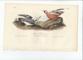 Rare 1st Ed Audubon Birds Of America 8vo Print 1840: Red Phalarope.  339