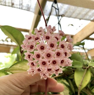 Hoya Carnosa Tricolor - Rare Live Variegated Wax Plant Succulent Well Rooted
