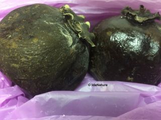 Diospyros Digyna Black Sapote Persimmon Chocolate Pudding Fruit 5 Seeds Rare