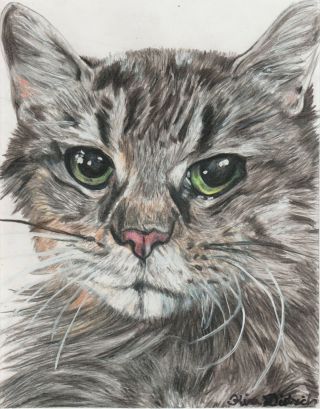 Prismacolor Pencil Pet Portrait Cat Dog Art Charity Very Rare Work