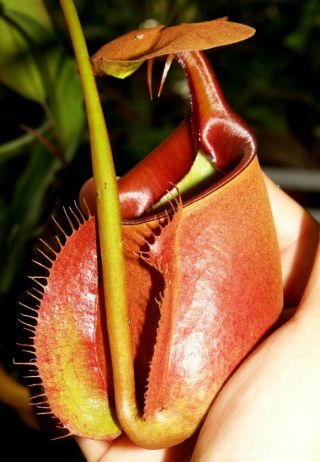 Nepenthes Bicalcarata Red,  Seed Grown - Very Rare Carnivorous Pitcher Plant