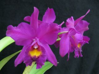 Rare Orchids - C Penang 
