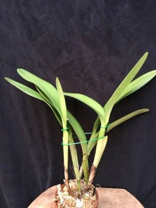 Rare Orchids - C Penang ' Black Ceasar ' AM/AOS (Nigrella x bowringiana) IN SHEATH 2