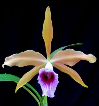 Rare Orchids - L Tenebrosa 