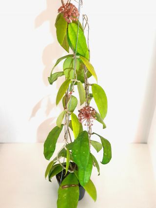 1 Pot,  20 - 30 Inches Rooted Plant Of Hoya Finlaysonii Nova Extremly Rare