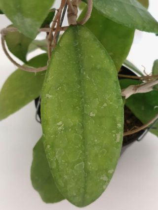 1 pot,  20 - 30 inches rooted plant of Hoya finlaysonii nova Extremly Rare 3