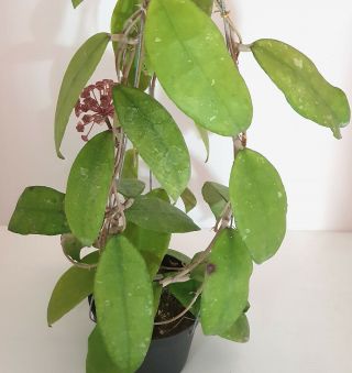 1 pot,  20 - 30 inches rooted plant of Hoya finlaysonii nova Extremly Rare 4