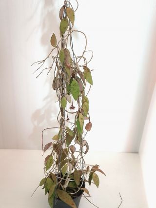 1 Pot,  20 - 30 Inches Rooted Plant Of Hoya Flagellate Golden Extremly Rare