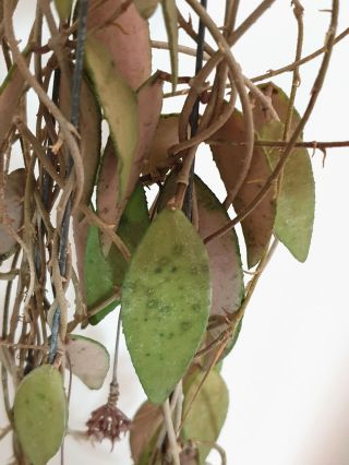 1 pot,  20 - 30 inches rooted plant of Hoya flagellate golden Extremly Rare 3