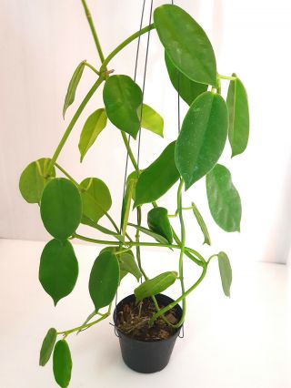 10 - 12 Inches Rooted Plant Of Hoya Gigas Extremly Rare