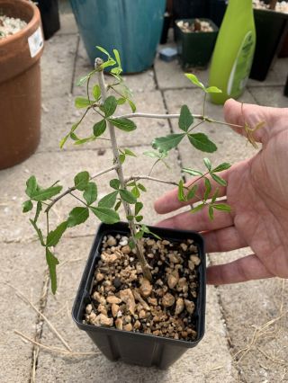 Commiphora Humbertii Myrrh Plant - Very Rare
