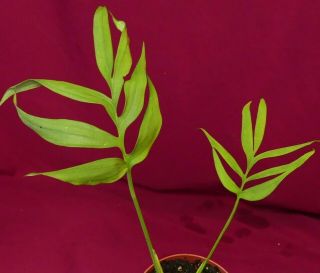 Monstera Subpinnata Rare Aroid Terrarium Plant Philodendron