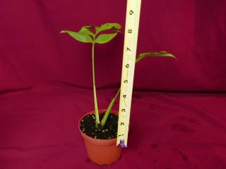 Monstera Subpinnata Rare Aroid Terrarium Plant Philodendron 2