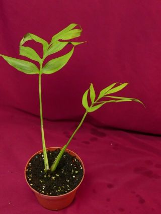 Monstera Subpinnata Rare Aroid Terrarium Plant Philodendron 3