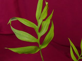 Monstera Subpinnata Rare Aroid Terrarium Plant Philodendron 5