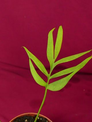 Monstera Subpinnata Rare Aroid Terrarium Plant Philodendron 6