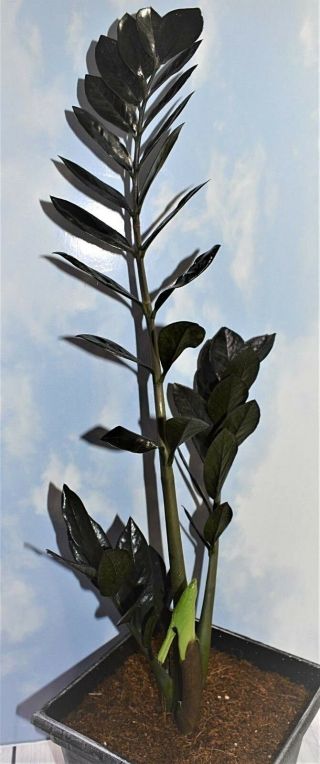 Very Rare Aroid Black Zz Plant " Raven " Zamioculus Zamifolia