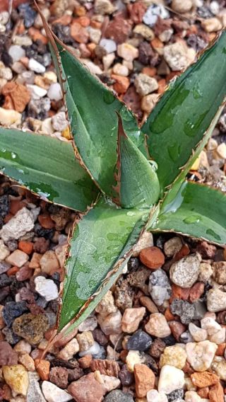 Very Rare Variegated Agave Horrida Medio Picta Hard To Find Seldom Offered
