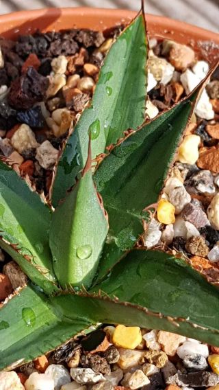 Very rare Variegated Agave Horrida Medio Picta Hard to find Seldom offered 2