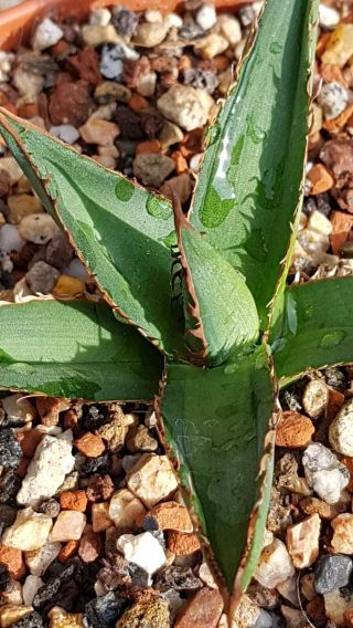 Very rare Variegated Agave Horrida Medio Picta Hard to find Seldom offered 3