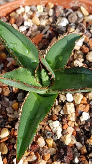 Very rare Variegated Agave Horrida Medio Picta Hard to find Seldom offered 4