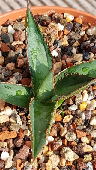 Very rare Variegated Agave Horrida Medio Picta Hard to find Seldom offered 5