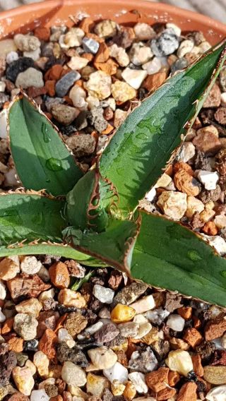 Very rare Variegated Agave Horrida Medio Picta Hard to find Seldom offered 6