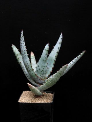 Aloe Conifera Pv 1894 - Very Rare Plant - Adromischus