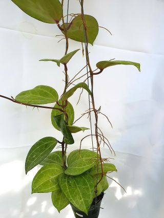 1 Pot,  20 - 22 Inches Rooted Plant Of Hoya Sp Sarawak Extremly Rare