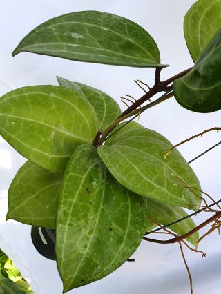 1 pot,  20 - 22 inches rooted plant of Hoya sp sarawak Extremly RARE 2