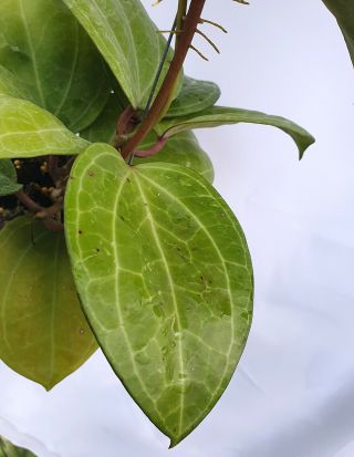 1 pot,  20 - 22 inches rooted plant of Hoya sp sarawak Extremly RARE 4