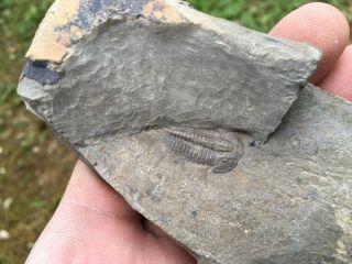 Rare Eokochaspis Nodosa Pioche Shale Cambrian Bug Nevada Burgess Fossil Aeons