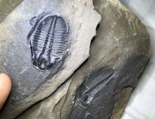 Rare Trilobite Ogygopsis Typicalis W/ Negative Cambrian Bug Nevada Fossil Aeons