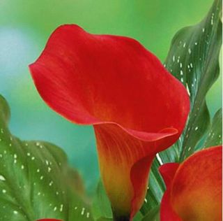 Calla Lily Bulbs,  Calla Lily Flowers,  Rare Flower Bulbs,  Red Calla