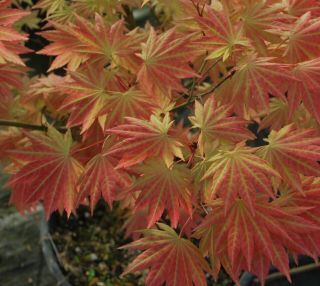 Japanese Maple Acer Autumn Moon Rare