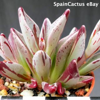 Lenophyllum guttatum Red - Variegate KING SIZE rare succulent plant 26/5 3