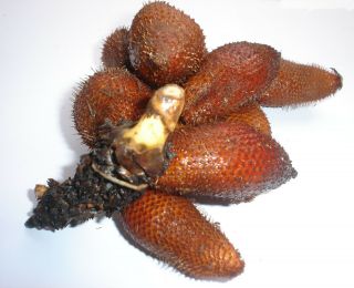 Thai Salacca / Salak / Salacca Zalacca Snake Fruit Seeds Rare,  Very Hard To Find