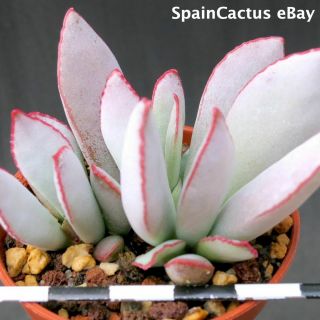 Adromischus schuldtianus PVB 2838 “Karas Mt.  ” RED EDGE rare succulent plant 26/5 2