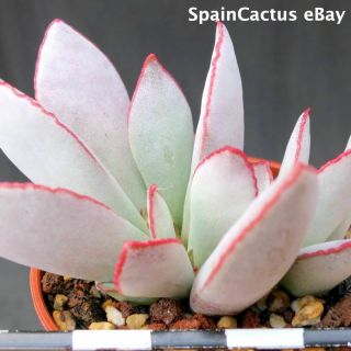Adromischus schuldtianus PVB 2838 “Karas Mt.  ” RED EDGE rare succulent plant 26/5 3
