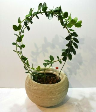 Rare Hoya Cumingiana Plant