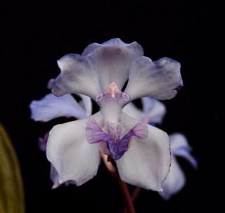 Rare Blue Brasil Orchid Species Acacallis Cyanea X Sib