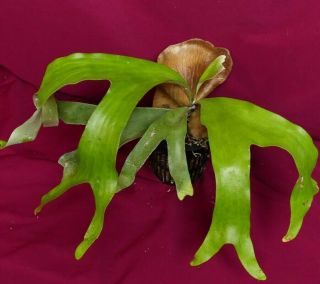 Platycerium Artemis Staghorn Fern Plant Rare