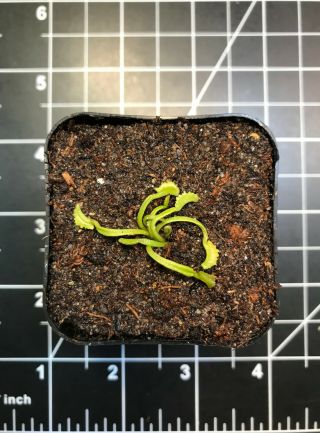 Mars Venus Flytrap Dionaea Muscipula Carnivorous Plant Rare