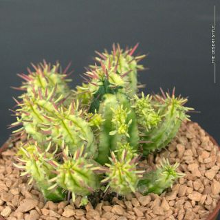 Euphorbia Enopla Variegated Ultra Rare Pot 10 Cm Ø No Meloformis