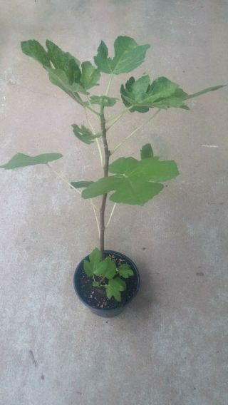 Green Ischia Fig Tree Ficus Carica Rare.  Very Healthy Well Rooted Plant
