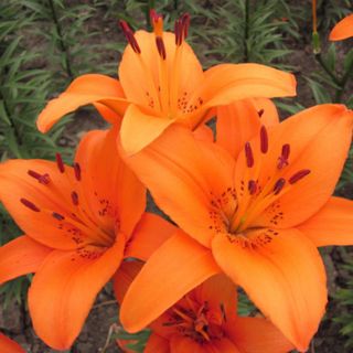 Lily Bulbs,  Lily Flowers Bulbs,  Not Seeds,  Rare Bonsai Plant,  Orange Flowers