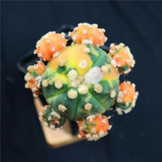Astrophytum Asterias Variegate - With Rootstock - Rare Cactus Cacti 4453