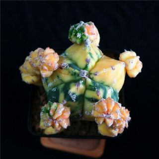 Astrophytum Myriostigma Kikkou Variegate Rare Cactus Cacti 4504