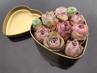10 Greenovia Mountain Rose Combo Korean Rare Succulent In 3.  5 " Heart Gift Box